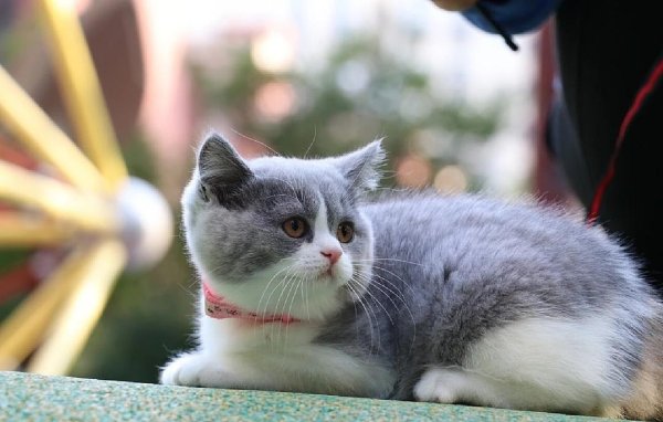 杠杆配资网 英短猫咪超会撩，治愈千万家，却藏了个小秘密？