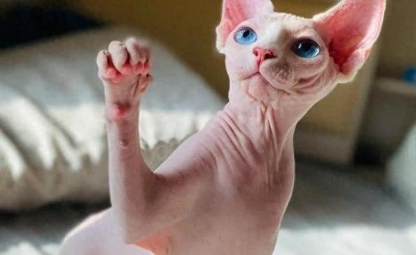 乾鑫配资 折耳猫萌翻天却暗藏隐患，选错猫咪花钱又糟心？