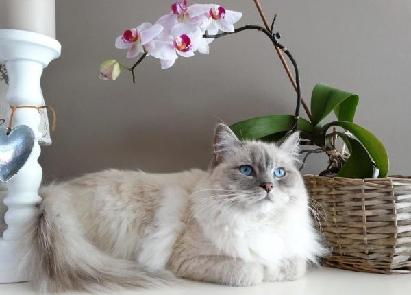 申宝证券 猫狗为何总盯着你？它们的情感世界，太戳心！