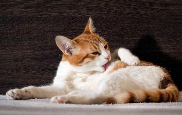 巨人配资 猫咪吓得躲桌下，主人一吼它“报复”，如何让家更温馨？